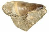 Fossil Mosasaur (Prognathodon) Tooth - Morocco #270570-1